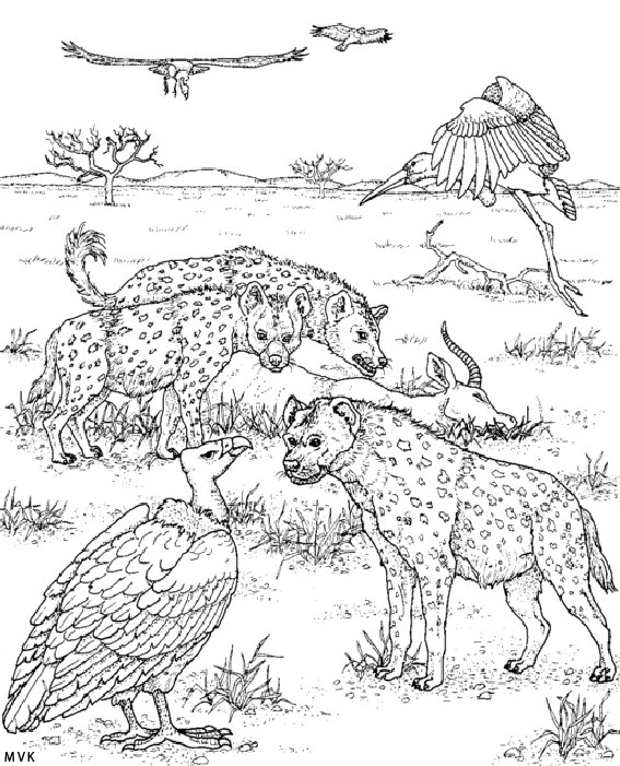 nature in africa032